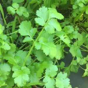 healthy coriander